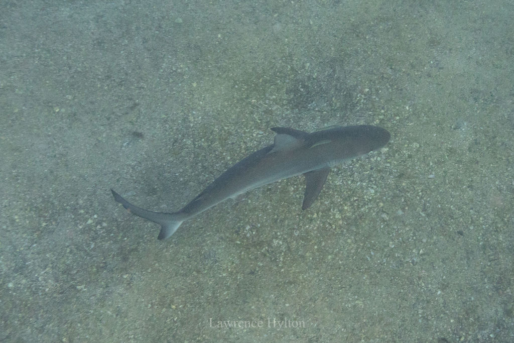 Dusky shark seen from above, swimming over sand