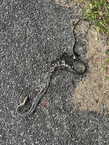 Common Tree Snake sighting