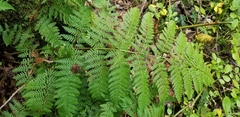 Dryopteris × triploidea