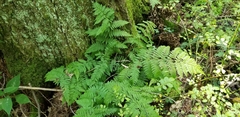 Dryopteris × triploidea