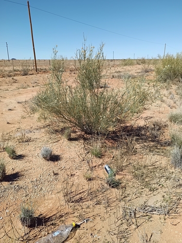 Desert Broom