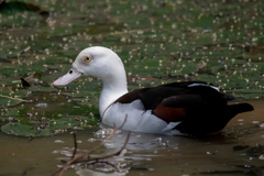 Radjah Shelduck photo 4