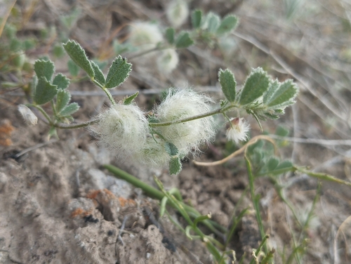 Medicago lanigera