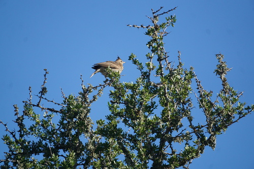 Thekla's Lark