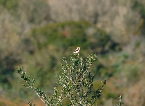 Western Black-eared Wheatear