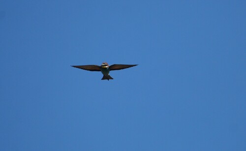 European Bee-eater