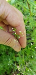 Galium asprellum
