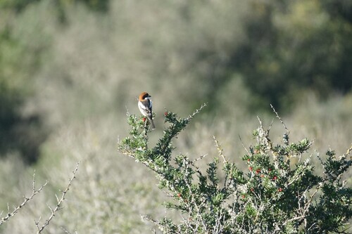 Woodchat Shrike