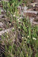 Heliophila pendula