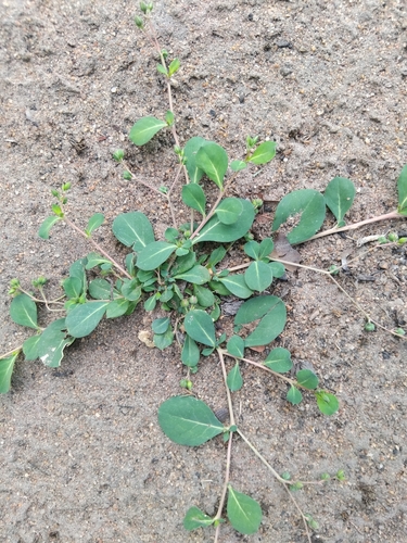 creeping chaffweed