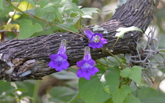 Maurandya barclayana