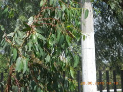 Haemorhous mexicanus