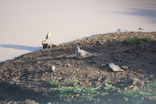 European Turtle-Dove