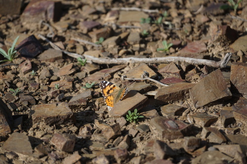 Painted Lady