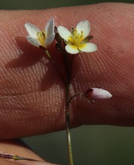 Heliophila pendula