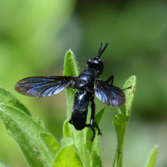 Penthosia satanica