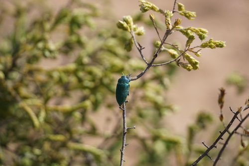 Perotis unicolor