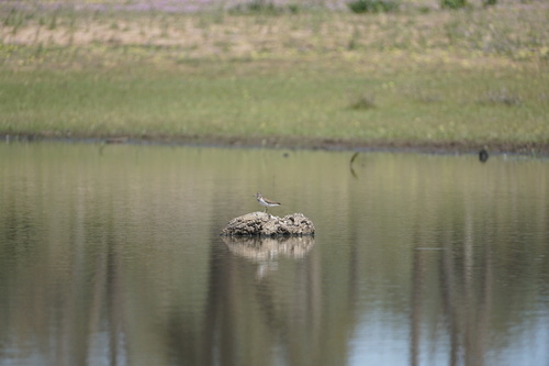 Common Sandpiper