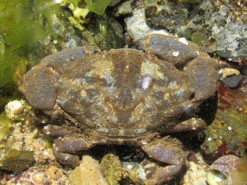 Montagu's Crab, photo 5 of 9