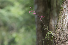Tillandsia flexuosa