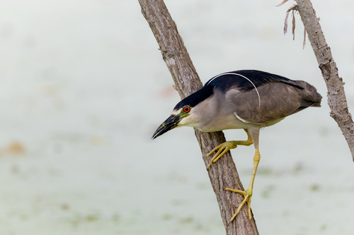 Black-crowned Night Heron photographed in Michigan