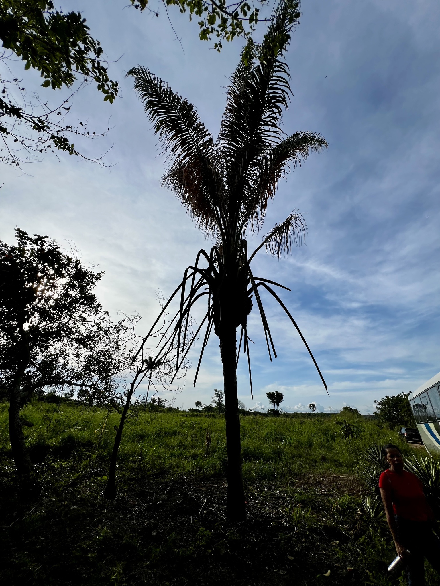 Attalea maripa