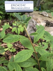 Rhododendron pilosum