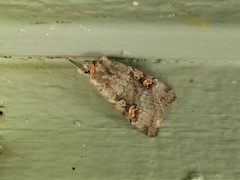 Adelphagrotis stellaris