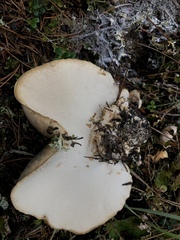 Albatrellaceae