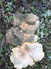 Albatrellaceae