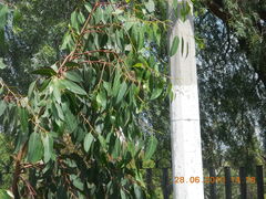 Haemorhous mexicanus