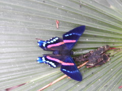 Ancyluris jurgensenii