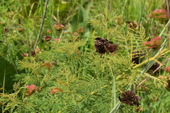 Desmanthus illinoensis