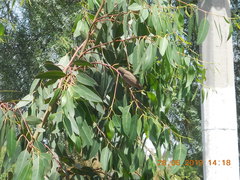 Haemorhous mexicanus