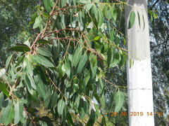 Haemorhous mexicanus