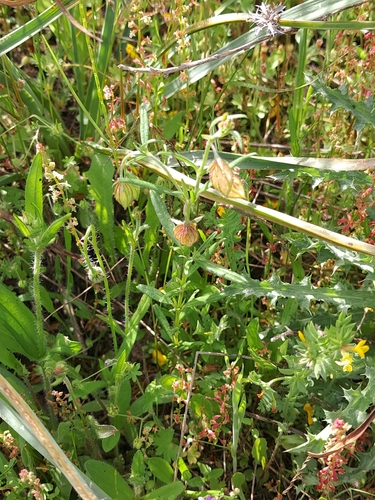 Image of Helianthemum aegyptiacum by (c) David Pereira, some rights reserved (CC BY)