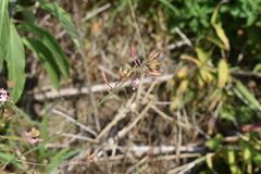 Oenothera gaura