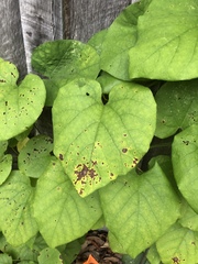 Aristolochia macrophylla