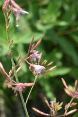 Oenothera gaura