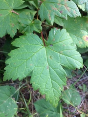 Ribes glandulosum