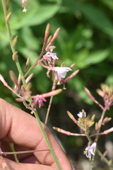 Oenothera gaura