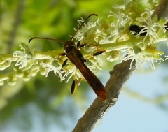 Odontocera aurocincta