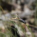 Feather Sedge - Photo (c) Matthew Stevens, some rights reserved (CC BY-NC-ND)