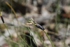 Feather Sedge - Photo (c) Matthew Stevens, some rights reserved (CC BY-NC-ND)