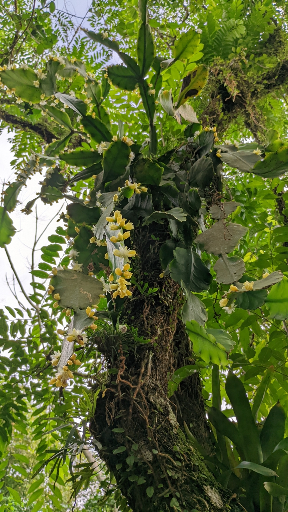 Imagem de Cacto-macarrão