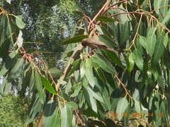 Haemorhous mexicanus