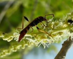 Odontocera aurocincta