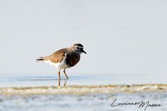 Charadrius modestus