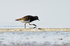 Charadrius modestus