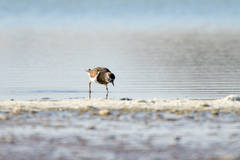Charadrius modestus